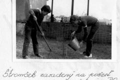 breza pri škole 1984